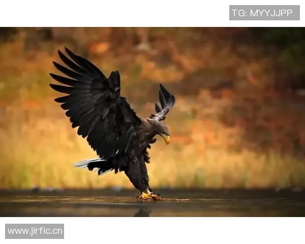 翱翔苍穹的王者探索老鹰的生存智慧与壮丽飞行技巧